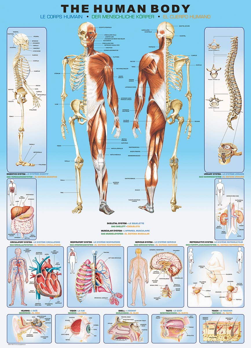 Eurographics 6000-1000 Human Body 1000-Piece Puzzle