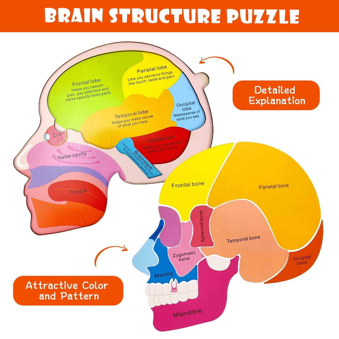 Wooden Brain Anatomy Puzzles For Kids, Toddler Montessori 16 Pieces Brain Structure Puzzle, 3-Layer Human Brain Parts Learning E