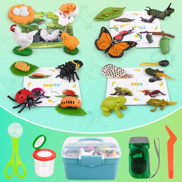 Life Cycle Learning & Education Toys, Montessori Toys Animal Toy Figurines For Frog, Butterfly, Chicken, Ladybug - Educational &