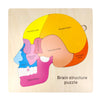 Wooden Brain Anatomy Puzzles For Kids, Toddler Montessori 16 Pieces Brain Structure Puzzle, 3-Layer Human Brain Parts Learning E