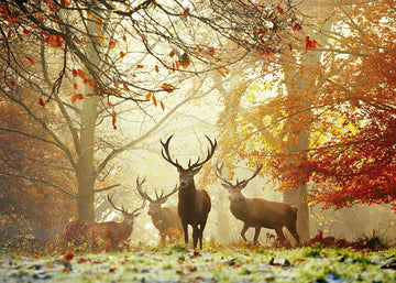 Heye 29805 Stags Puzzles