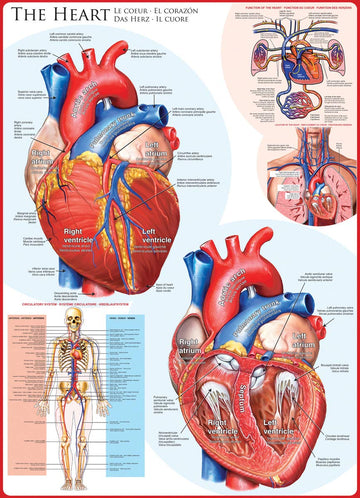 EuroGraphics 1000-Piece Human Body Heart Puzzle, Blue, Cardboard, Model 6000-0257