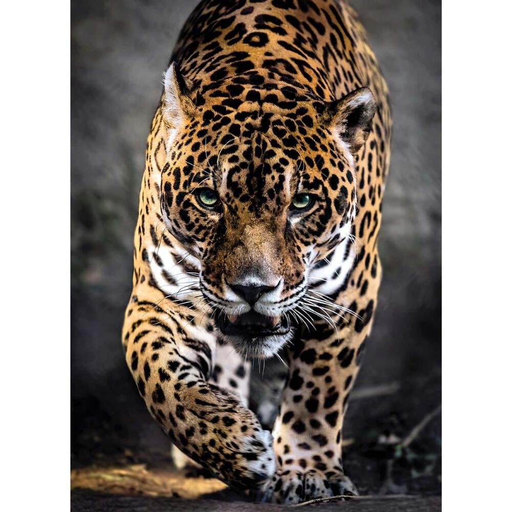 Clementoni Walk Of The Jaguar 1000 Piece Jigsaw Puzzle For Adults