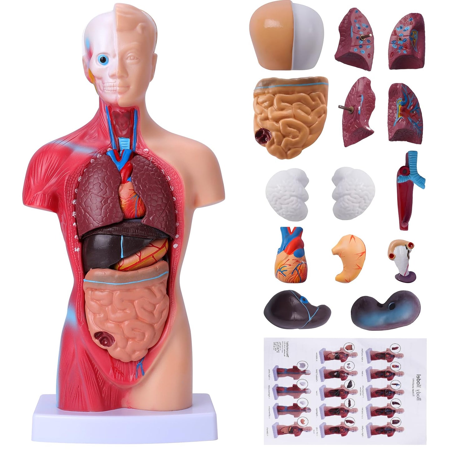 Hotrose Human Body Model For Kids, 15 Pcs Removable 11 Inch Human Torso Anatomy Model For For Teaching Study Class Students With