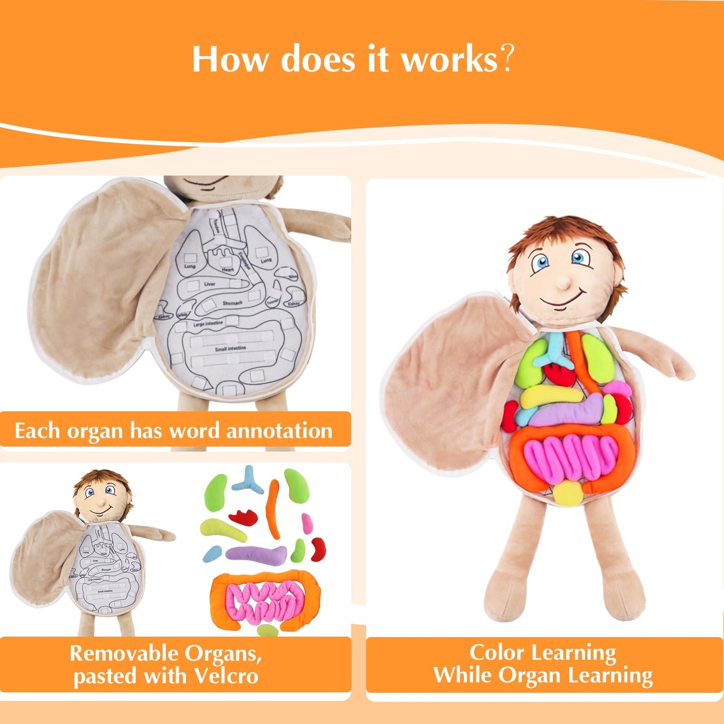 Vocheer Human Body Anatomy Toy, Montessori Preschool Educational Organ Plush Toys For Kids, Science Learning Kits For Student, B