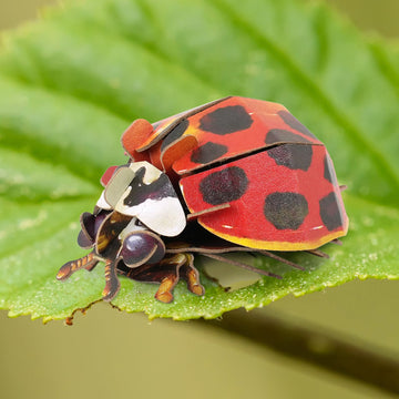 Makebug Early Educational Toys And Games, Eco-Friendly Stem Activities And 3D Paper Puzzles For Autistic Kids-Ladybug (Ages 7 An