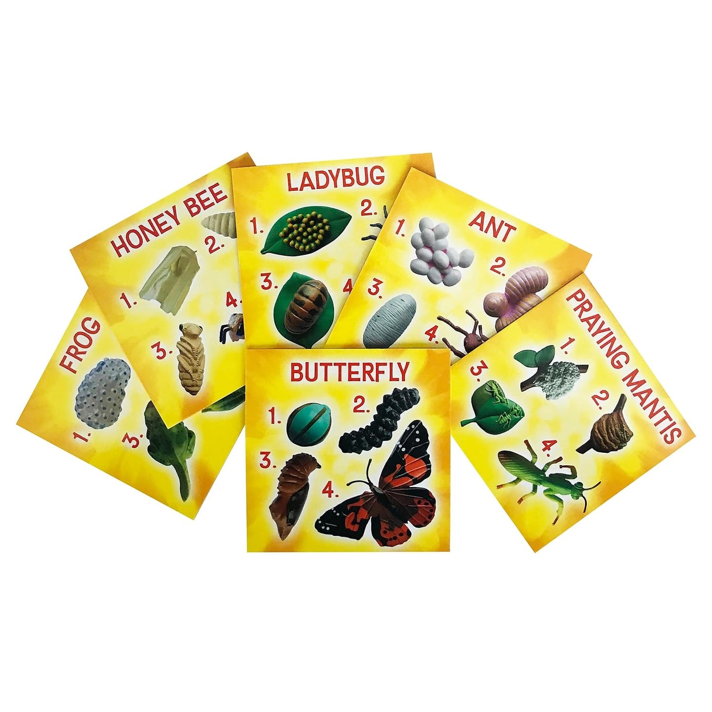 Insect Lore'S Life Cycle Figurines 24 Pc Set | Butterfly, Ladybug, Frog, Honey Bee, Ant And Praying Mantis | 4 Stages Per Insect