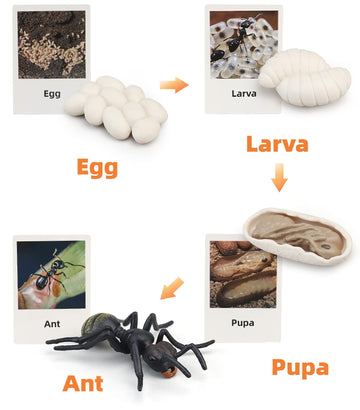 Montessori Life Cycle Animal Figures With Flash Cards, Realistic Animal Figurines Toy, Animal Educational Matching Game For 3+ Year Old Toddlers Kids (Ant)