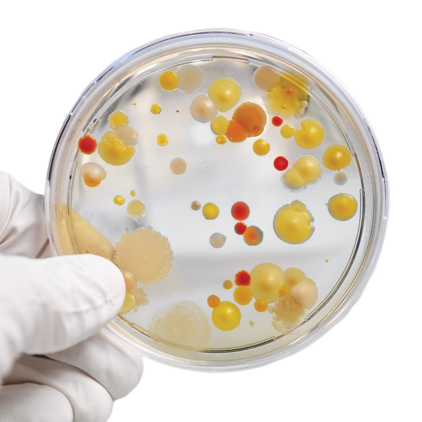 Steve Spangler'S Growing Bacteria Science Experiment Kit