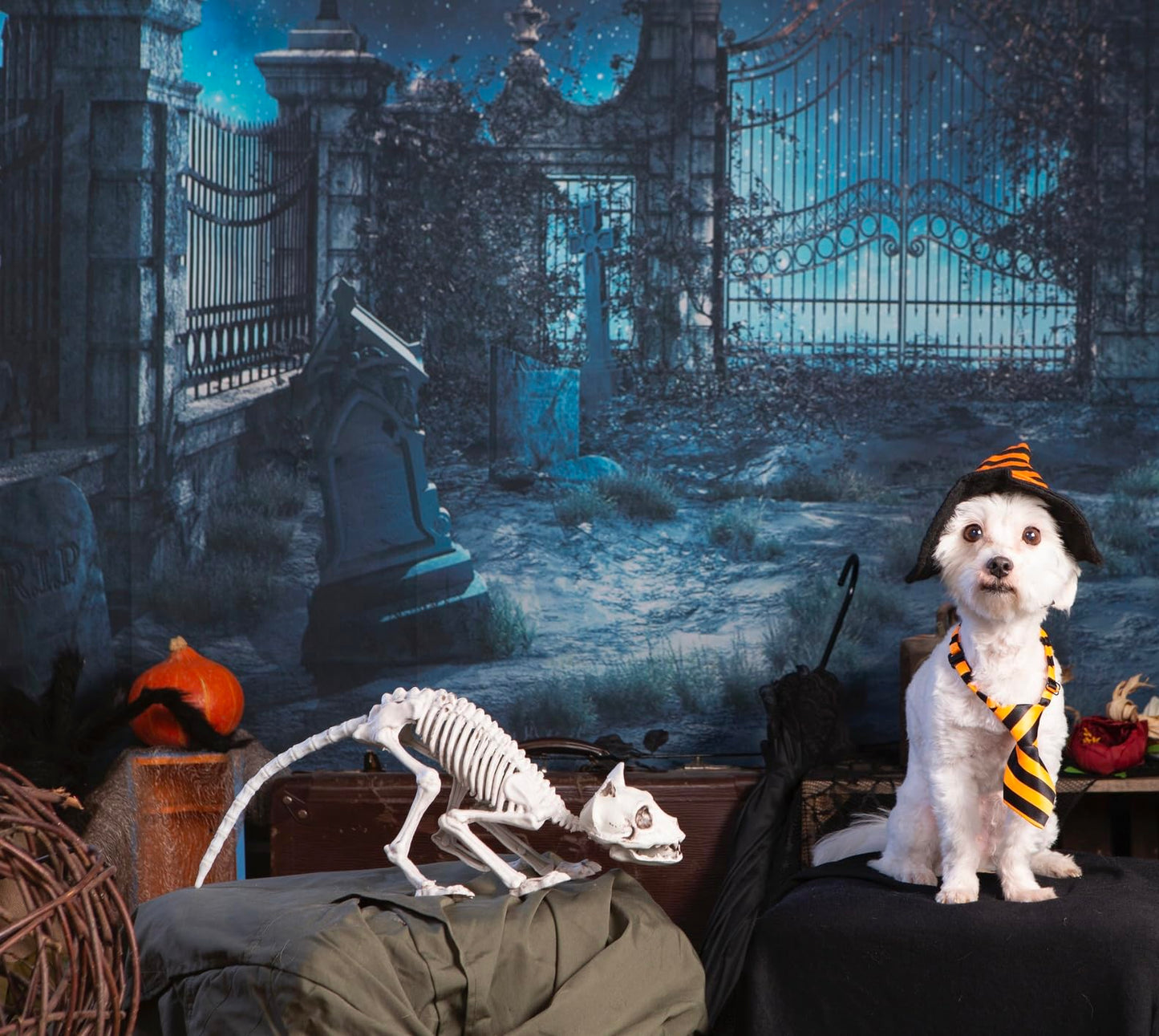 Giftexpress 2 Pack Real Size Cat Skeleton - 20'' Long Creepy Kitten Skeletons With Posable Tail Halloween Decor - Indoor & Outdo