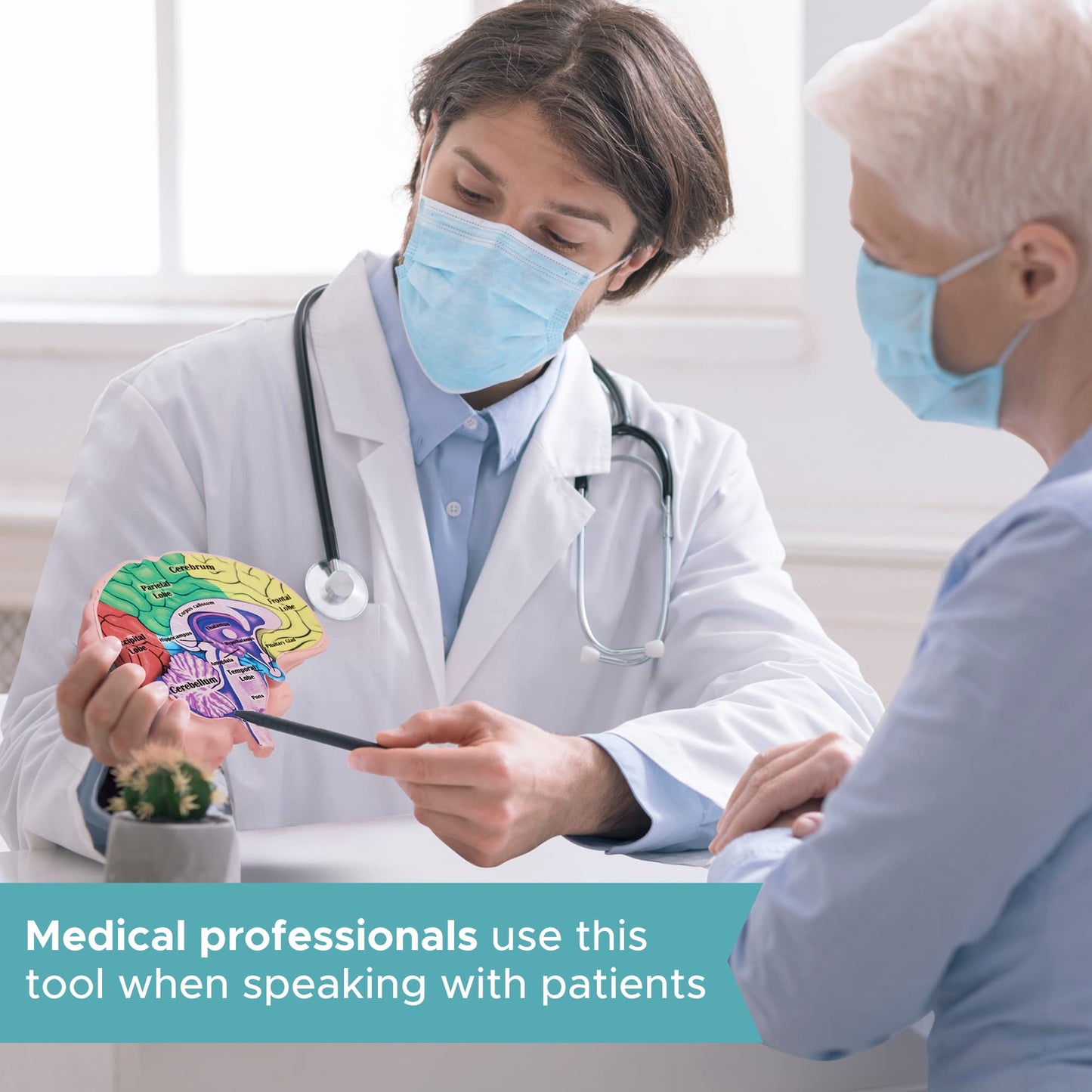 Cross Section Foam Brain Model, Great Educational Tool For Learning & Teaching Human Anatomical Function, Psychology, Biology Or