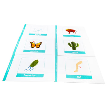 Pat's Flash Cards 50 English Irregular Plural Noun Flash Cards