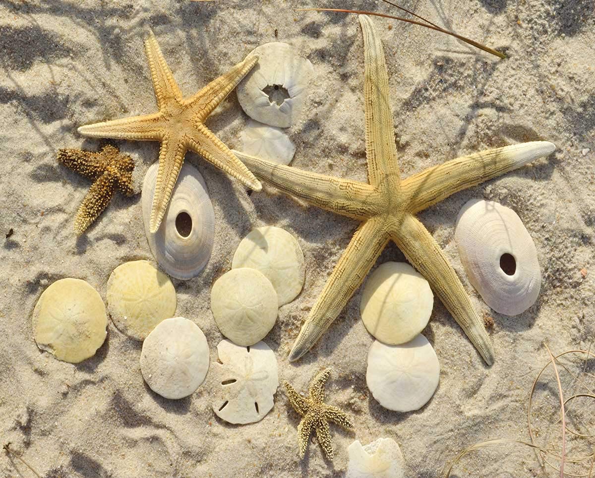 Sea Stars-Doran-1000 Piece Puzzle