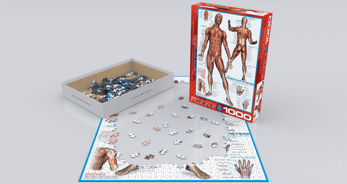 Eurographics Muscular System Puzzle (1000-Piece) (6000-2015)