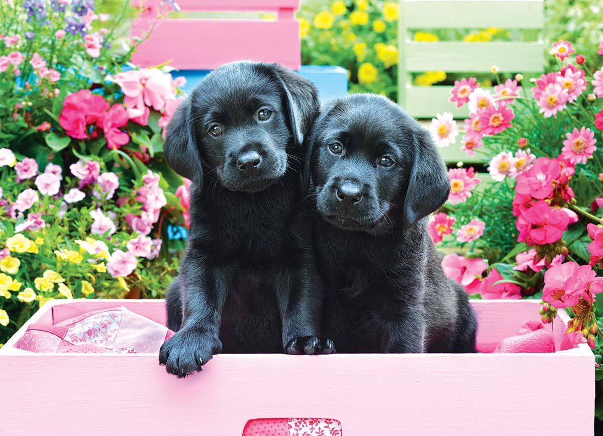 Eurographics Black Labs In Pink Box 500 Piece Puzzle