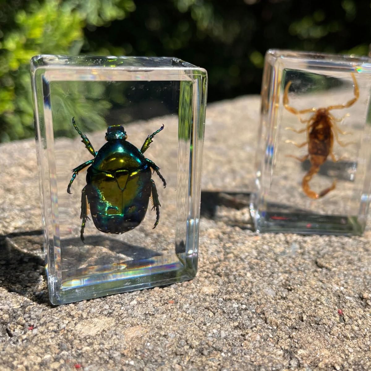 Geoworld 10 Insect Specimens Set - Real Beetles, Scorpions, Crickets In Resin With Magnifying Glass & Booklet - Great For Science Projects - Kids Scientific Educational Toy