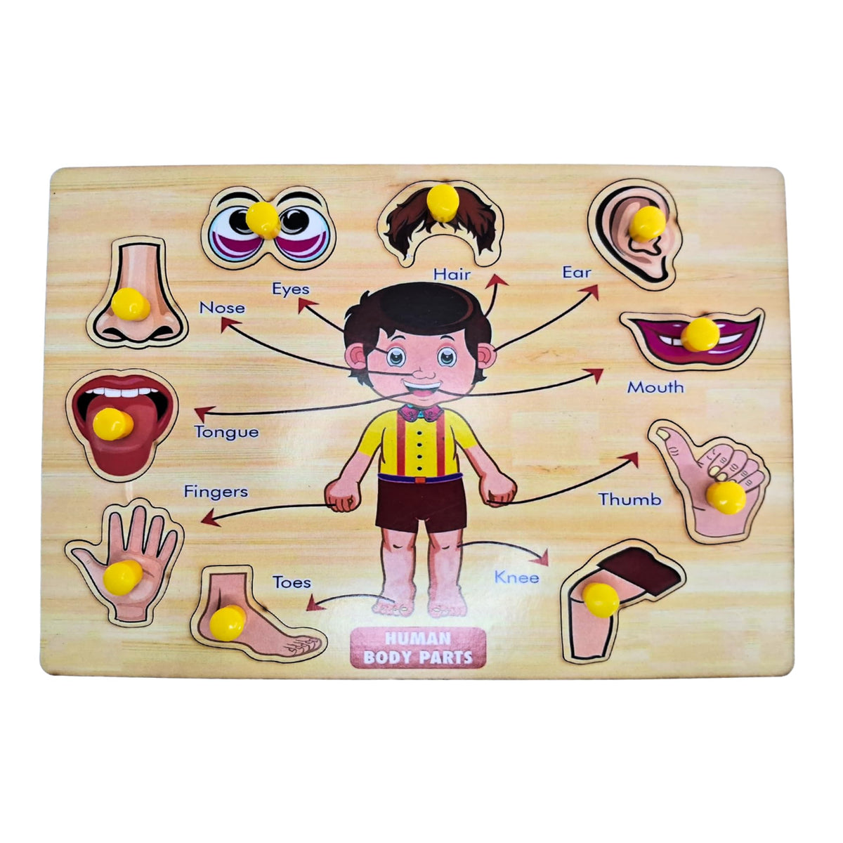 The Puzzl Co Wooden Body Parts Knob Puzzle for Toddlers 3+ | Montessori Educational Toy | Fine Motor Skills & Spatial Awarenes