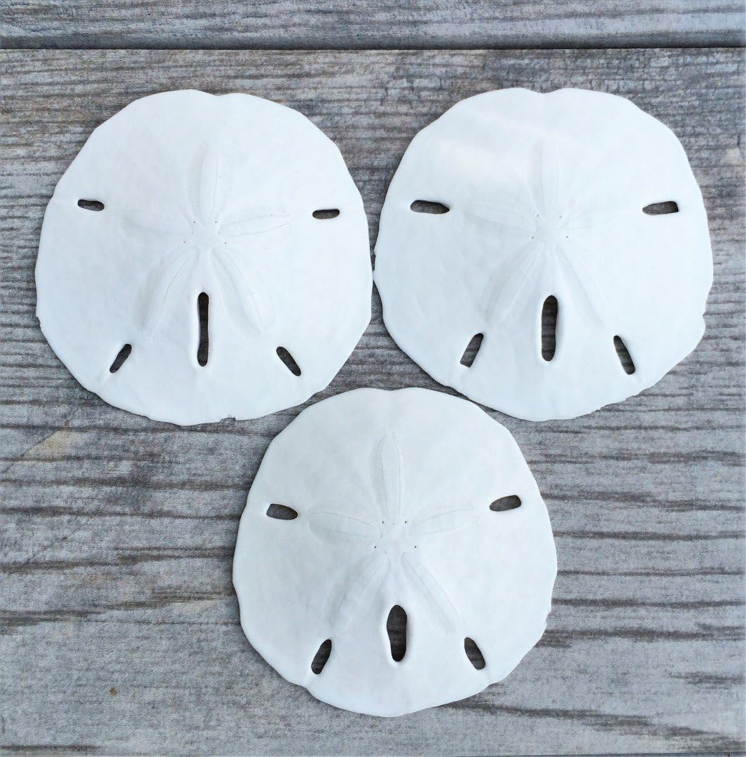 Sand Dollar - Real Sand Dollars - 2 1/2 to 3 (3pk) - Sand Dollar Shells - Wedding Seashell Craft - Sand Dollars for Crafts - San