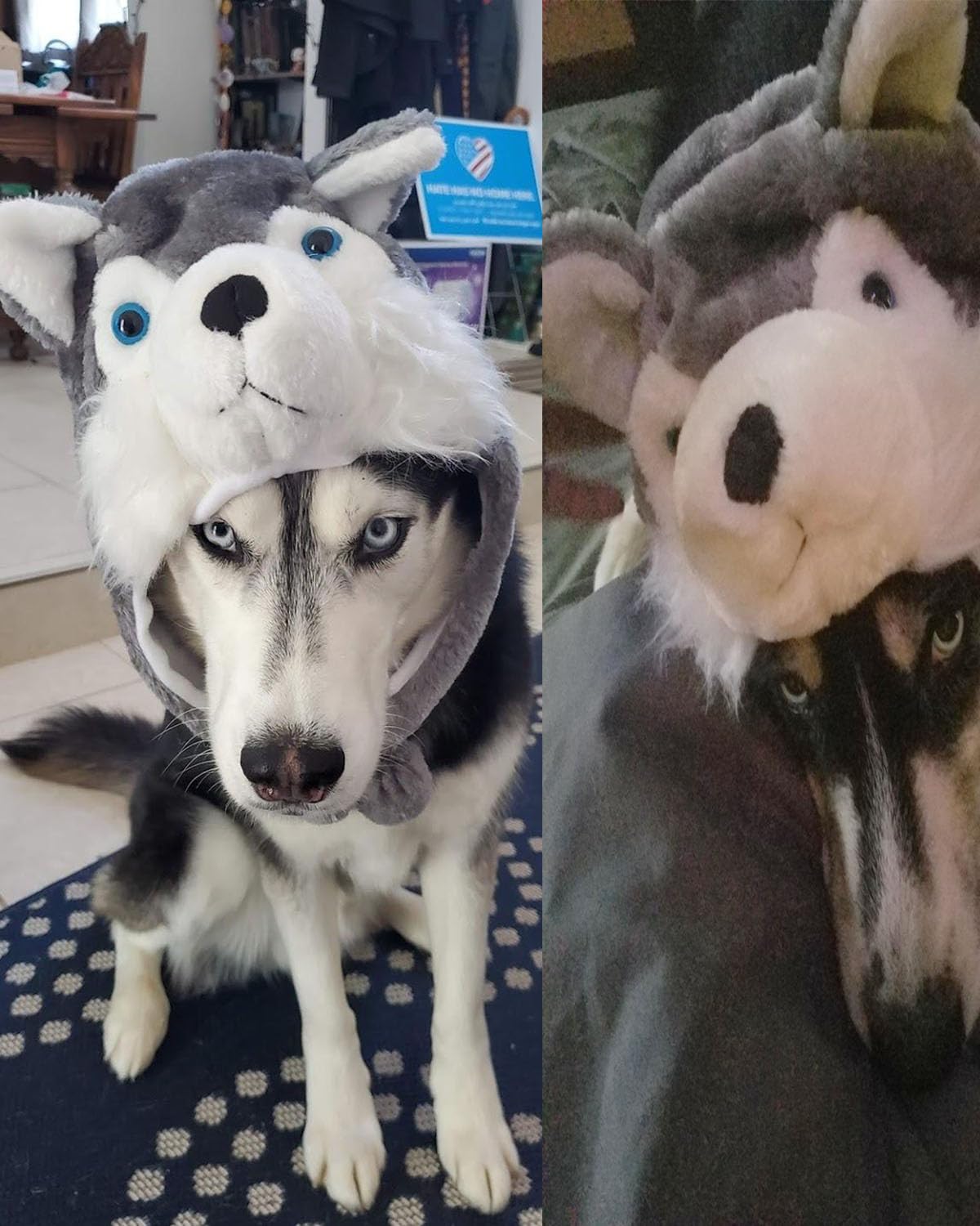 GADMEXILY Plush Husky Animal Hat for Halloween Christmas,Cozy Funny Hats Novelty Party Cap for Kids Girls Boys - One Size (Husky