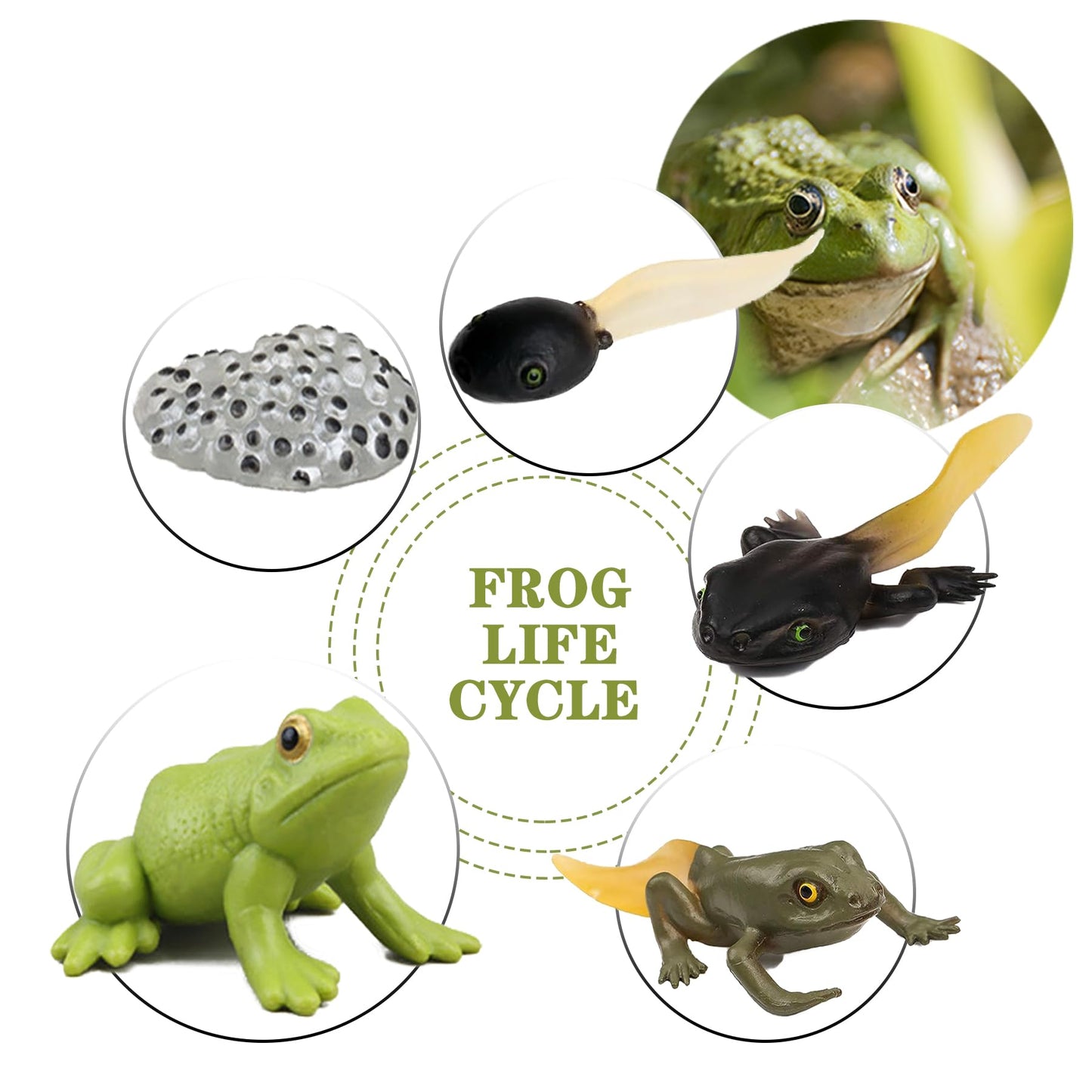 Mbrain5Pcs Frog Growth Cycle With Flash Cards,Life Cycle Learning & Education Toys,Montessori Toys,Gift For Girl & Boy For 3 4 5