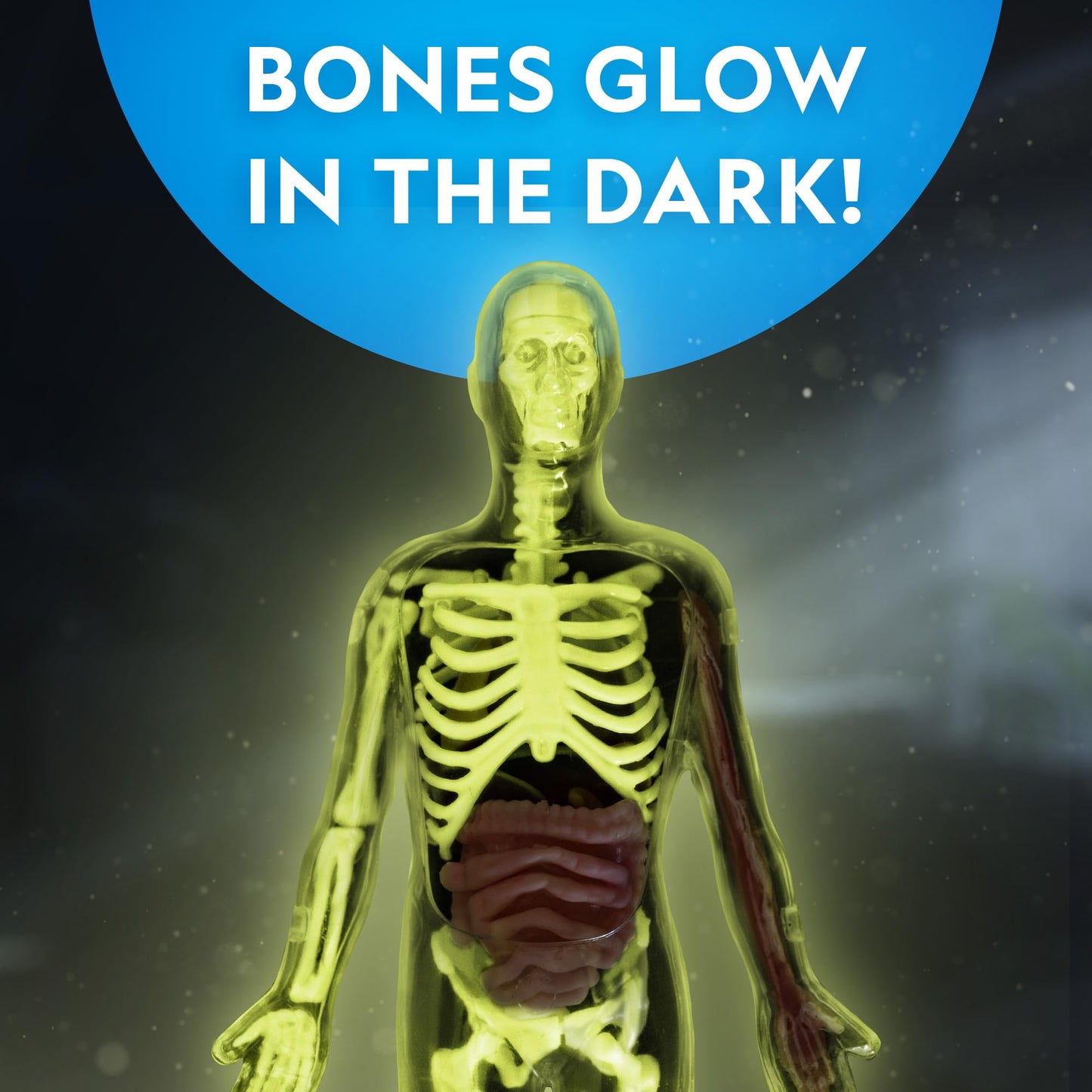 National Geographic Human Body Model For Kids That Glows In The Dark - 32-Piece Interactive Anatomy Model With Bones, Organs, Mu