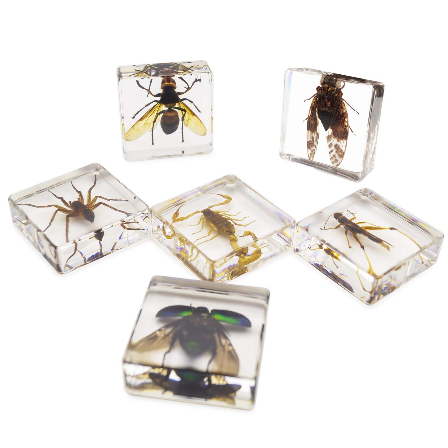 Insect Specimen Set, Bugs Collection Scientific Education Gift For Kids Aged 3-8-12 (Cicada, Wasp, Spider, Scorpion, Locust, Cha
