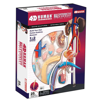 Tedco Learn About Human Anatomy - Male Reproductive System Model (Age 8+)