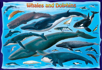 EuroGraphics Whales & Dolphins Jigsaw Puzzle - 100 Piece Cardboard Puzzle