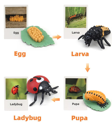 Montessori Life Cycle Animal Figures With Flash Cards, Realistic Animal Figurines Toy, Animal Match Set With Butterfly Frog Ladybug, Educational Matching Game For 3+ Year Old Toddlers Kids (Ladybug)