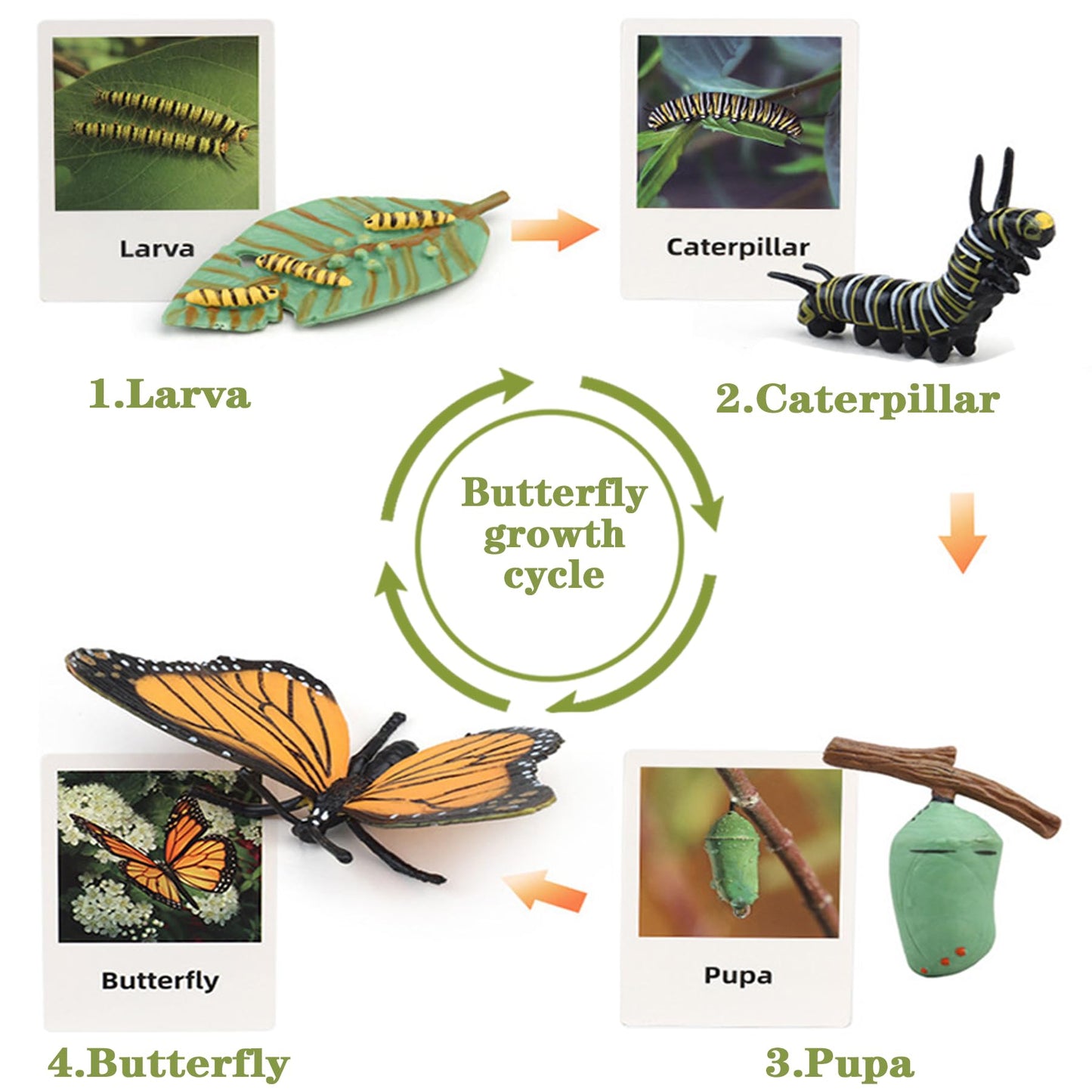 Mbrain 4Pcs Butterfly Growth Cycle With Flash Cards,Life Cycle Learning & Education Toys,Montessori Toys,Gift For Girl & Boy For