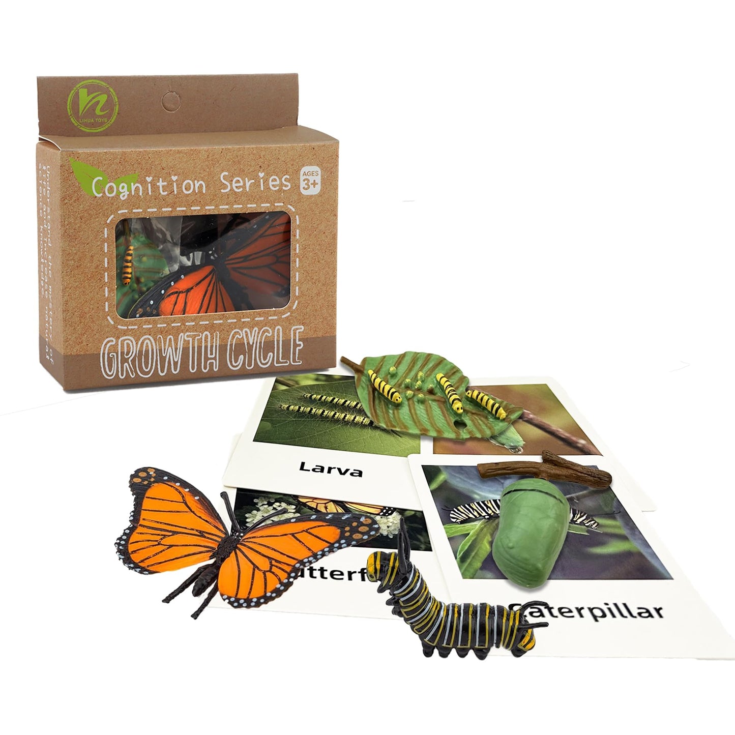 Mbrain 4Pcs Butterfly Growth Cycle With Flash Cards,Life Cycle Learning & Education Toys,Montessori Toys,Gift For Girl & Boy For