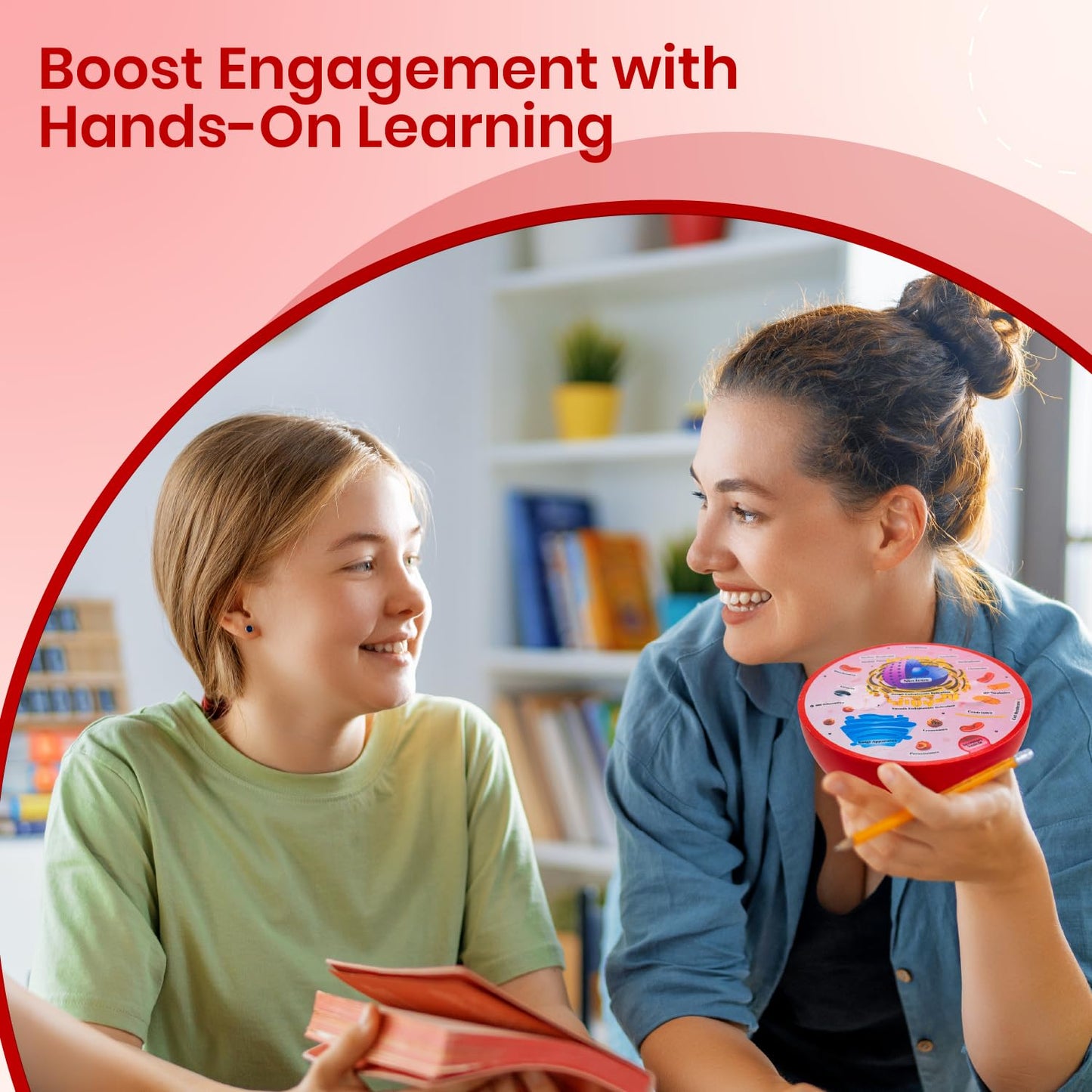 Cross Sectional Foam Animal Cell Model | Great For Classroom Learning, Teaching & Stem Kits | Clearly Labeled Organelles | Stron