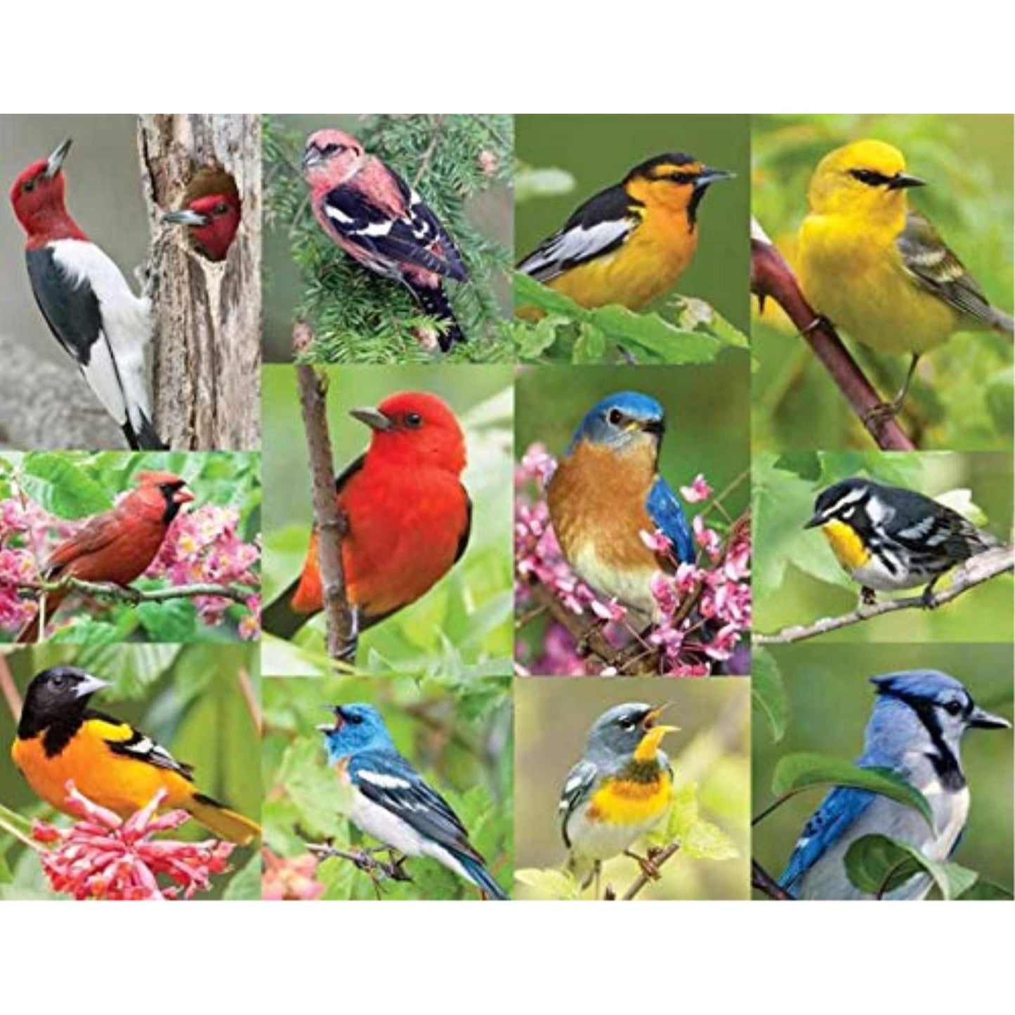 Springbok Birds Of A Feather 500 Piece Jigsaw Puzzle For Adults Features A Photo Collage Of Colorful American Birds