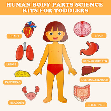 Wooden Body Puzzles for Kids, Toddler Montessori 14 Pieces Girl Anatomy Puzzle, Human Body Learning Toy with Internal Organs Ear