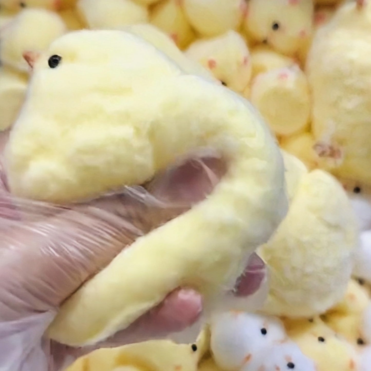 1Pcs New Handmade Chick Squishy Toys Ultra Soft Squishy Fidget Toys Silicone Squeeze Toys For Stress Relief ( Chicken ) (Chick,