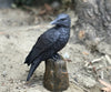 Pacific Giftware Dark Raven Crow Perched On Tree Stump Collectible Figurine Lifelike Colors 6 Inch Halloween Haunted House Evil Decor