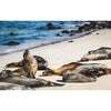 World Travelers Puzzles - 1000 Piece Nature Jigsaw Puzzle for Adults & Families - Wildlife Photography of Sunbathing Sea Lions
