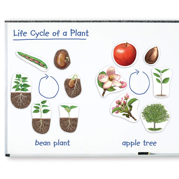 Learning Resources Giant Magnetic Plant Life Cycle - 12 Pieces, Science Exploration Activities For Kids, Homeschool And Classroom Science Supplies