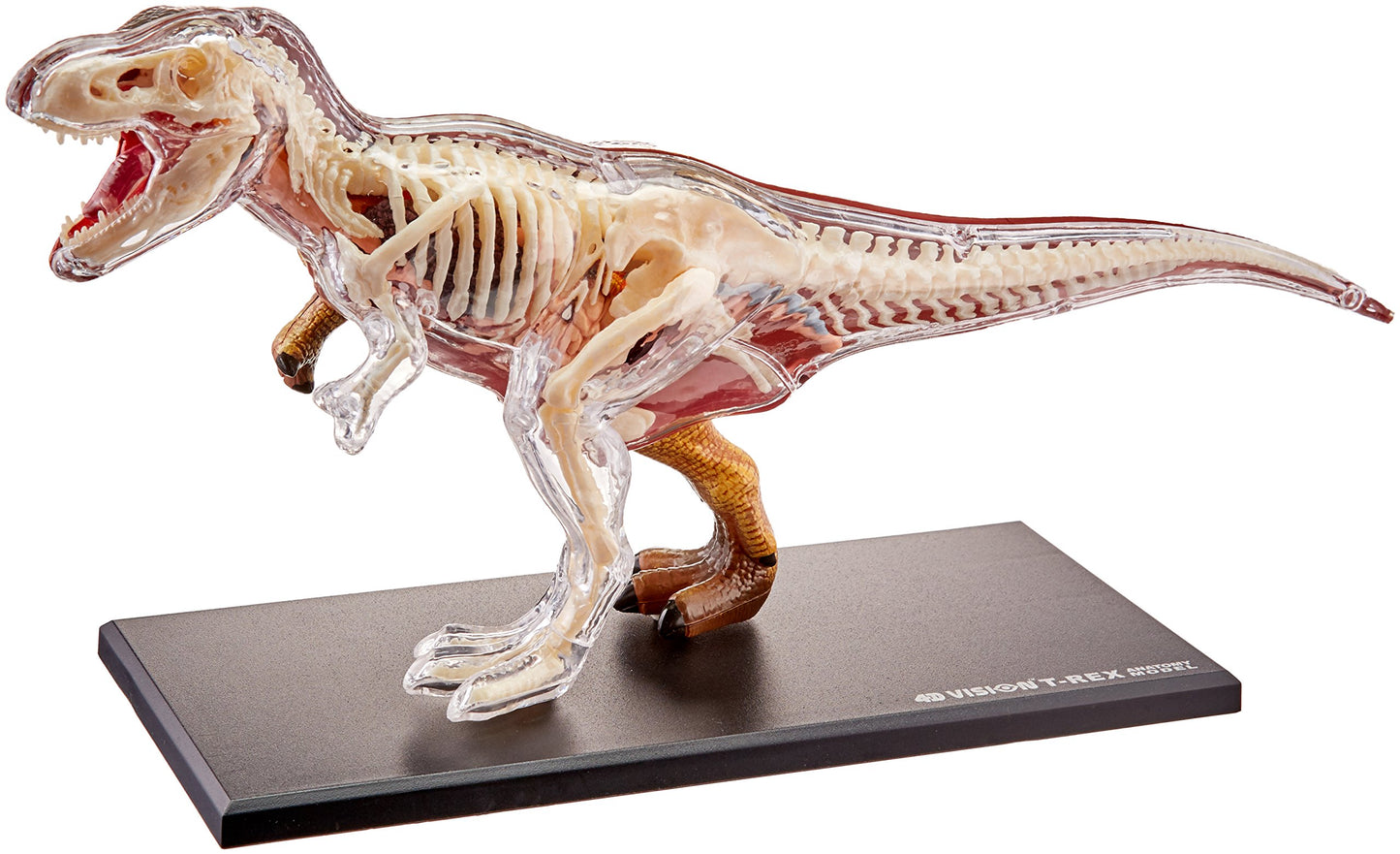 Famemaster 4D Vision T-Rex Anatomy Model