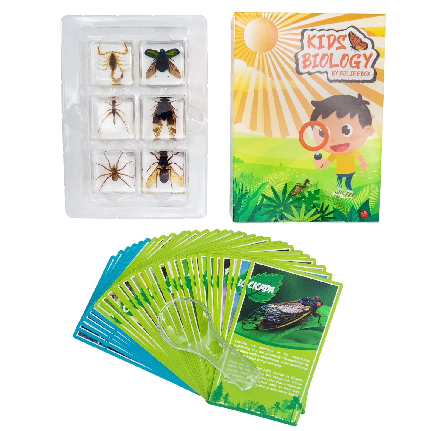 Insect Specimen Set, Bugs Collection Scientific Education Gift For Kids Aged 3-8-12 (Cicada, Wasp, Spider, Scorpion, Locust, Cha