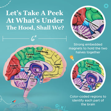 Cross Section Foam Brain Model, Great Educational Tool For Learning & Teaching Human Anatomical Function, Psychology, Biology Or