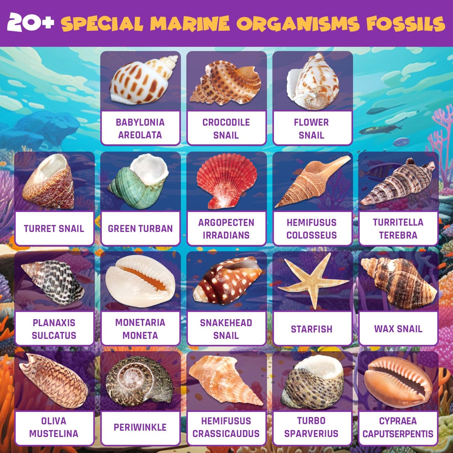 Pibex Ocean Fossil Dig Kit, Dig Up 20+ Real Shells & Seasnails, Stem Educational Activity Set Sea Creatures Excavation Toy For K