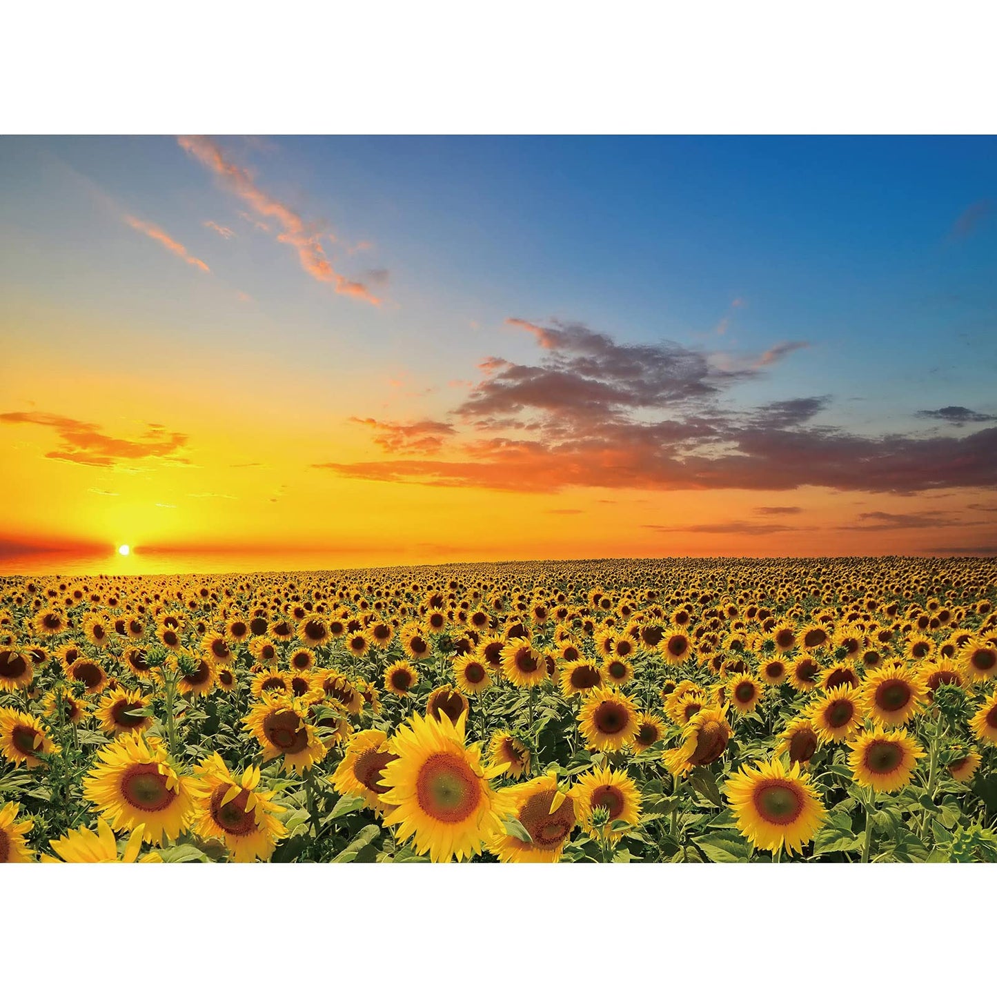 1000 Pieces Puzzles For Adults Sunflower Jigsaw Puzzles Flowers Floor Puzzle Kids Diy Toys For Creative Gift Home Decor