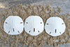 Sand Dollar - Real Sand Dollars - 2 1/2 to 3 (3pk) - Sand Dollar Shells - Wedding Seashell Craft - Sand Dollars for Crafts - San