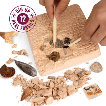 Dan&Darci Real Fossil Dig Kit - STEM Science Kits for Kids Age 8-12 - Multi-color Educational Toy