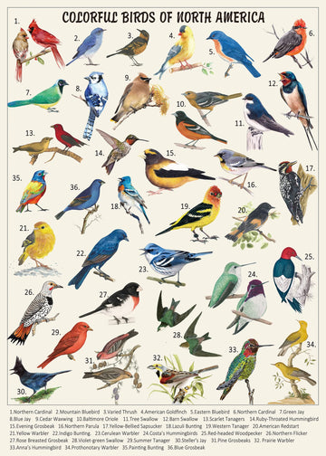 Vintage Bird Puzzles For Adults 1000 Pieces, Animal Hummingbird Puzzle Of 36 Colorful Birds In North America, Bird Jigsaw Puzzles Nature