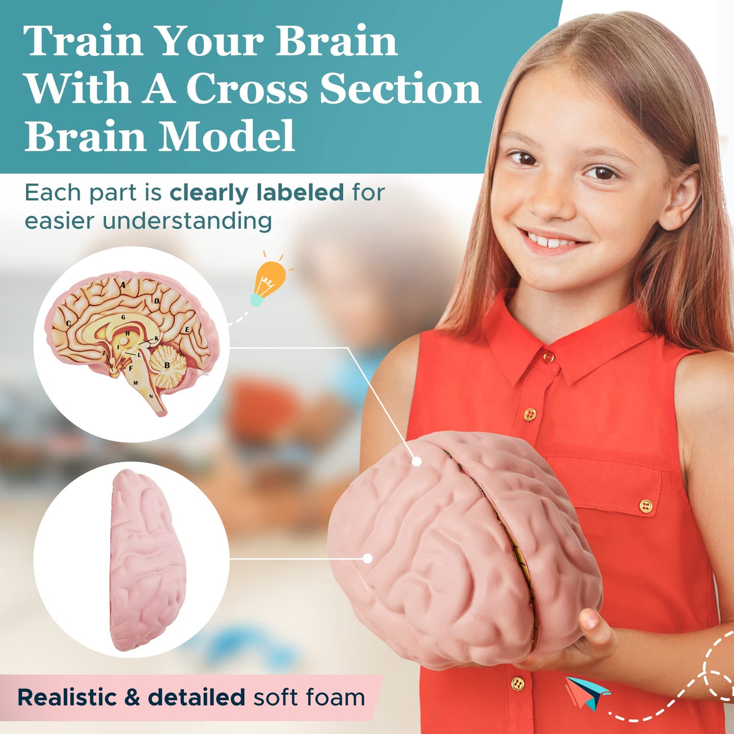 Cross Section Foam Brain Model, Great Educational Tool For Learning & Teaching Human Anatomical Function, Psychology, Biology Or