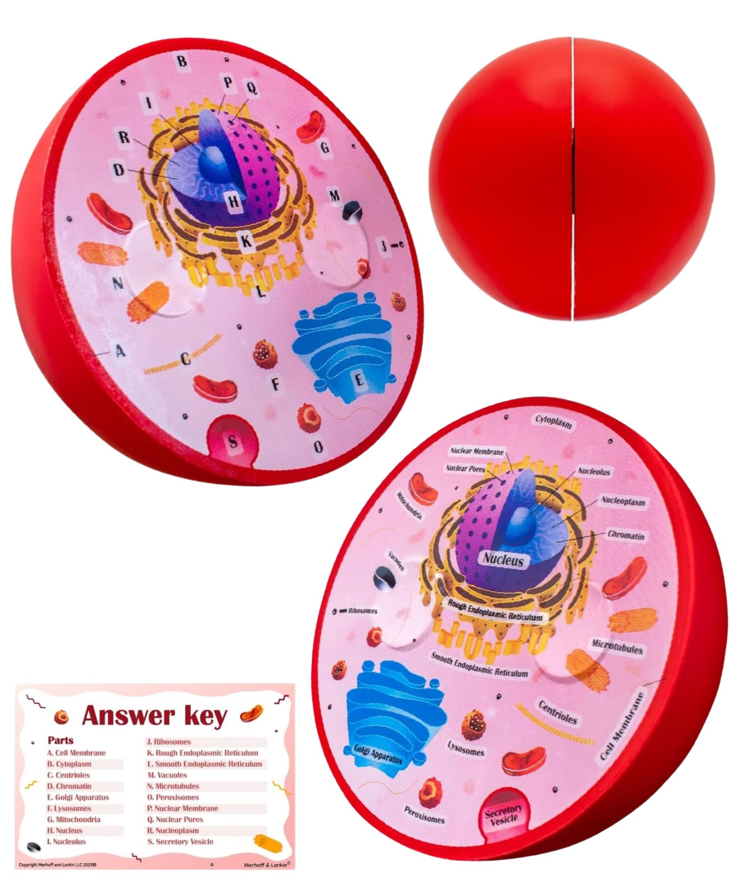 Cross Sectional Foam Animal Cell Model | Great For Classroom Learning, Teaching & Stem Kits | Clearly Labeled Organelles | Stron