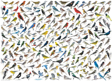 EuroGraphics Puzzle - The World of Birds, 1000 Pieces, Cardboard, Model 6000-0821