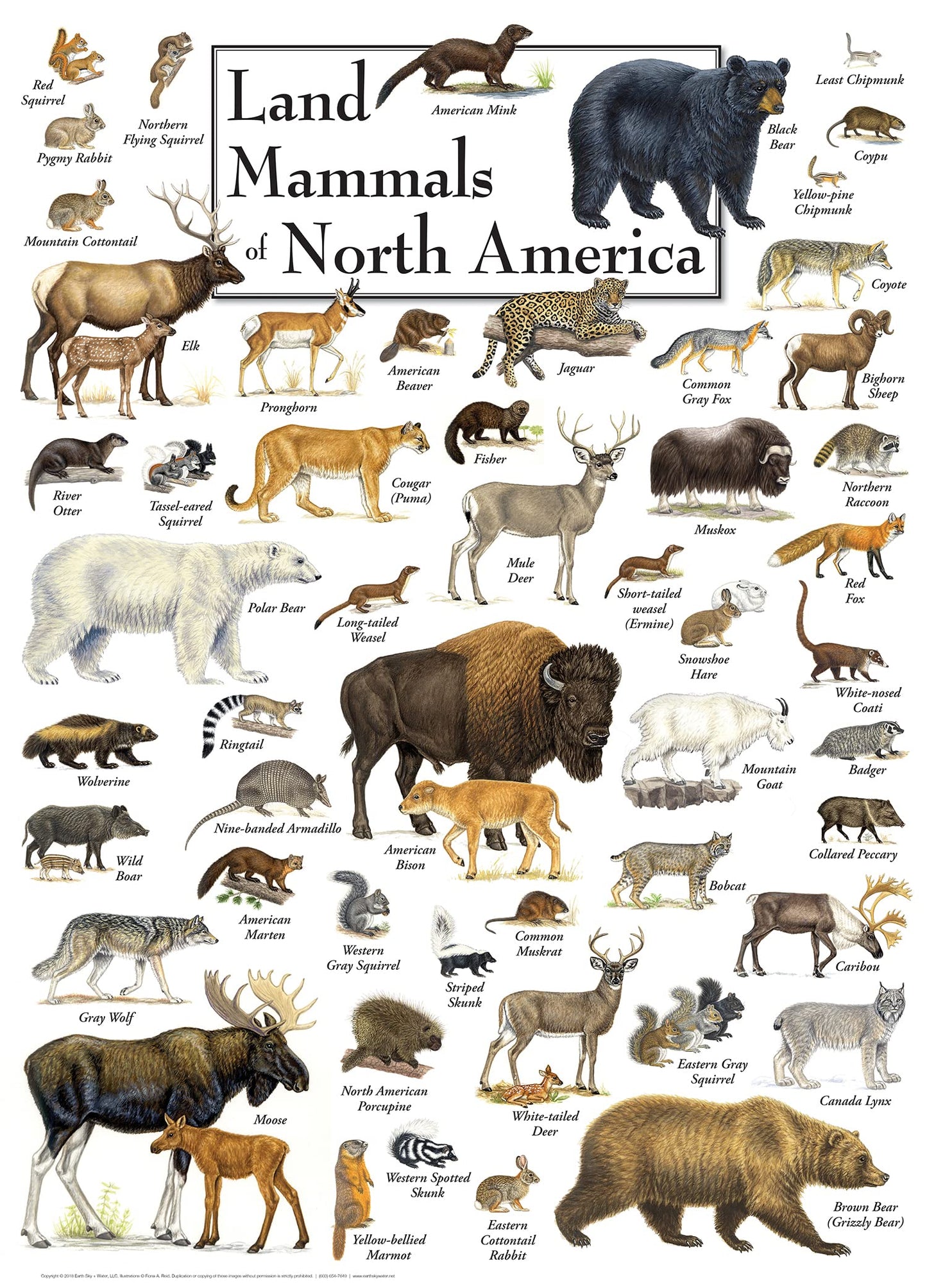 Masterpieces 1000 Piece Jigsaw Puzzle For Adults, Family, Or Youth - Land Mammals Of North America - 19.25'X26.75'